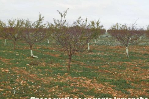 481_fincas-en-venta-91