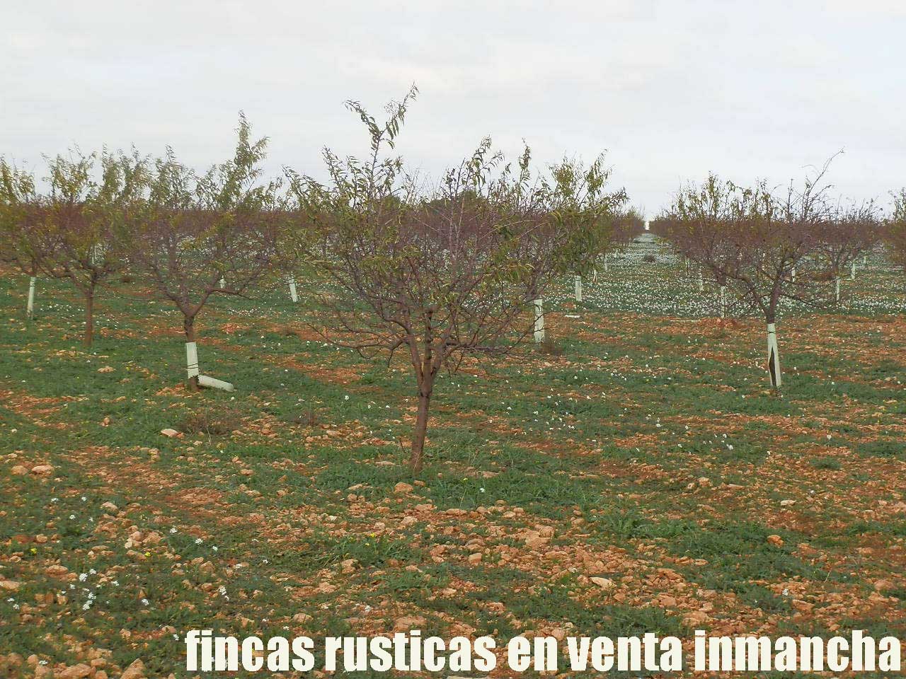 481_fincas-en-venta-91