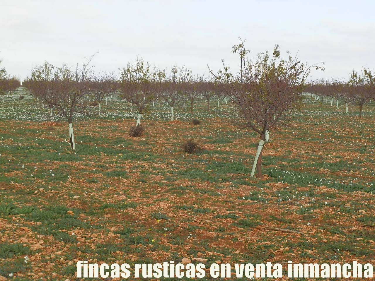 481_fincas-en-venta-92