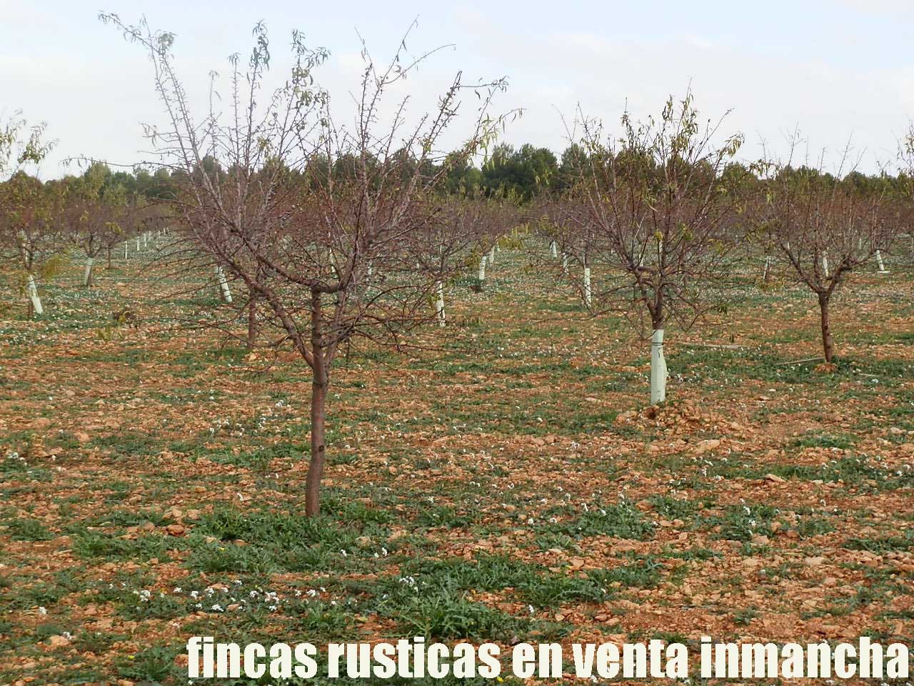 481_fincas-en-venta-93