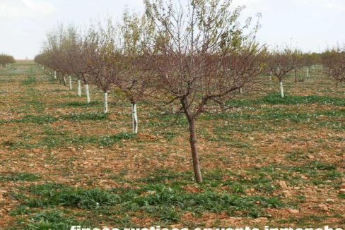 481_fincas-en-venta-94