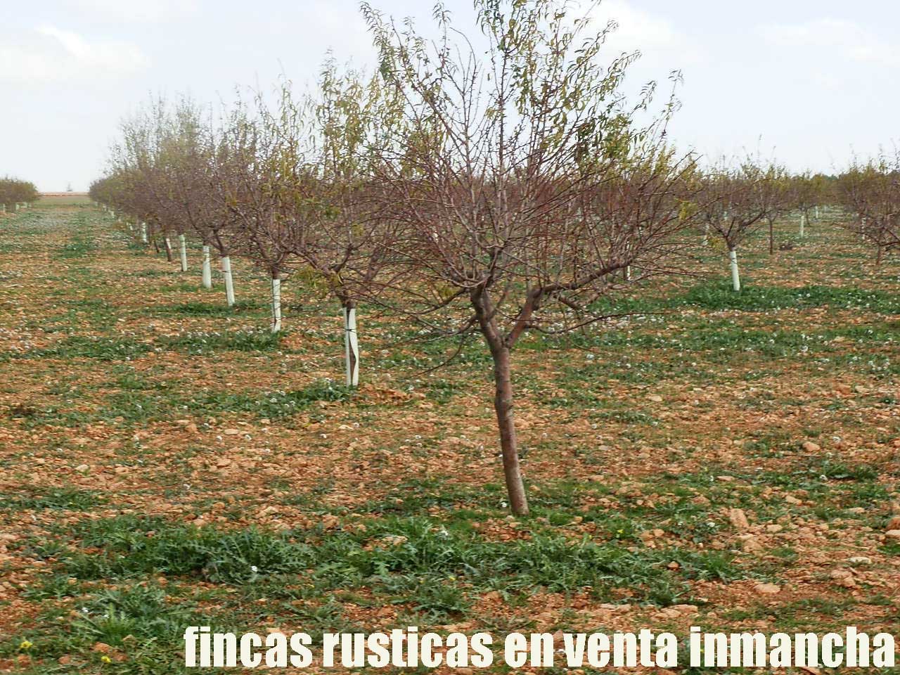 481_fincas-en-venta-94