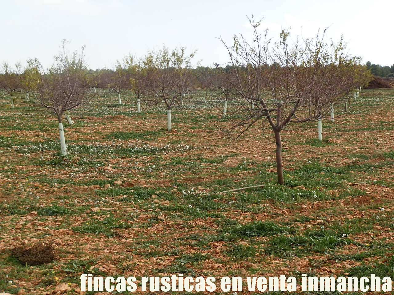 481_fincas-en-venta-95