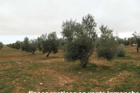 482_fincas-en-venta-65