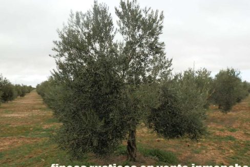 482_fincas-en-venta-66