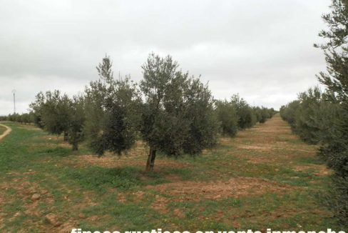 482_fincas-en-venta-67