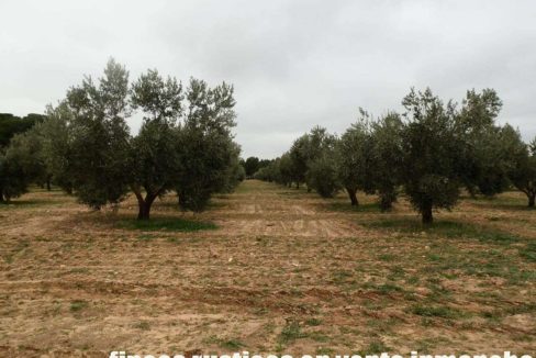 482_fincas-en-venta-68