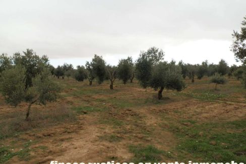 482_fincas-en-venta-71