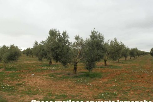 482_fincas-en-venta-73