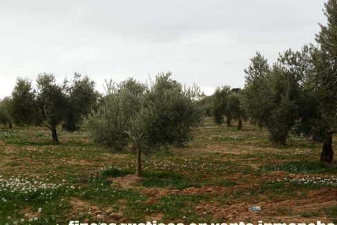 482_fincas-en-venta-74
