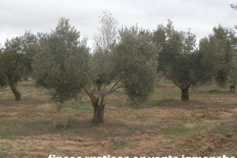482_fincas-en-venta-77