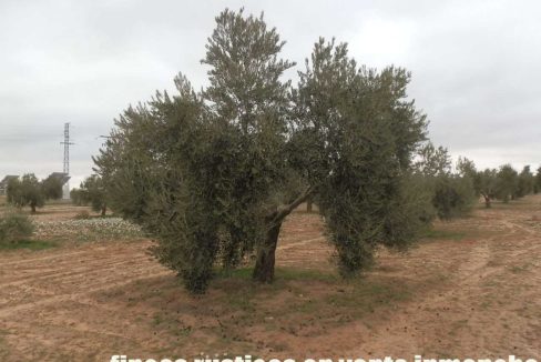 482_fincas-en-venta-79