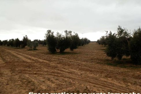482_fincas-en-venta-84