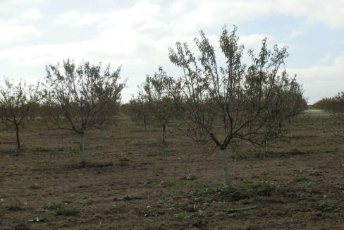 483_fincas-en-venta-56