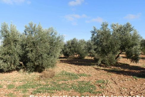 484_fincas-en-venta-01