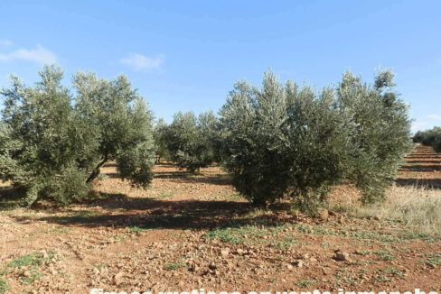 484_fincas-en-venta-02