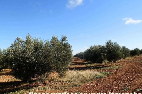 484_fincas-en-venta-03