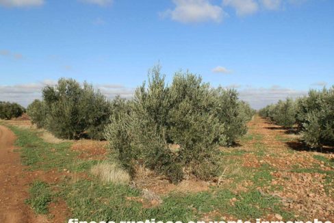 484_fincas-en-venta-04