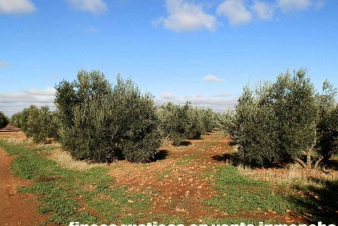 484_fincas-en-venta-05