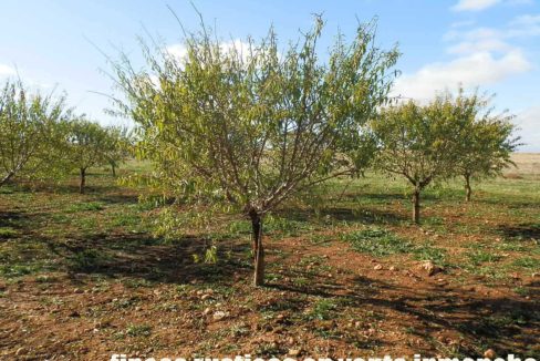 484_fincas-en-venta-07