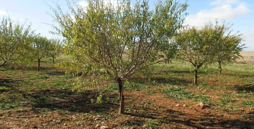 FINCA EN VENTA 80 HAS. OLIVAR-ALMENDROS-RIEGO-ECOLOGICO EN TOMELLOSO