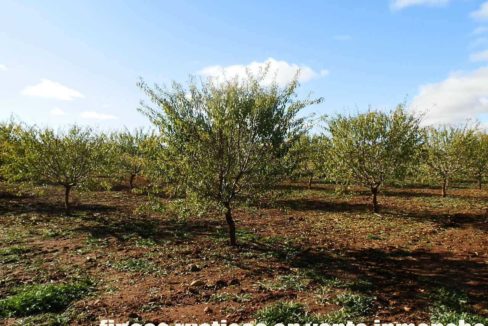 484_fincas-en-venta-08