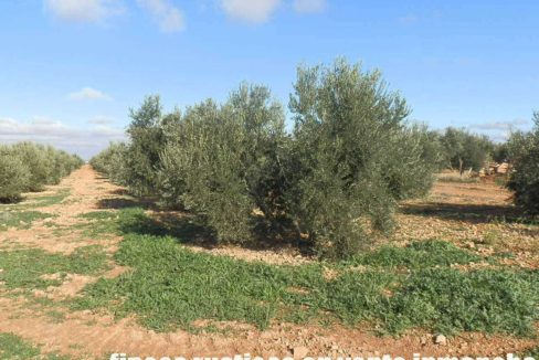 484_fincas-en-venta-10