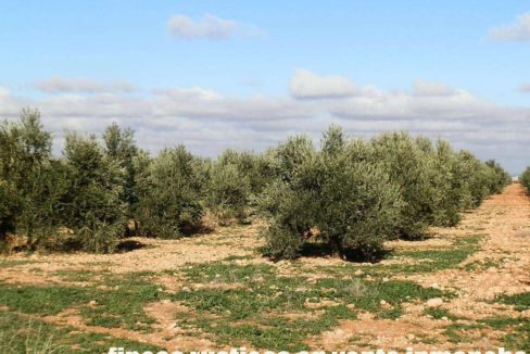 484_fincas-en-venta-11