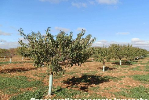 484_fincas-en-venta-18