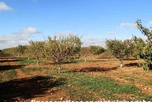484_fincas-en-venta-19