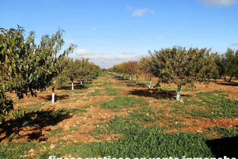 484_fincas-en-venta-20