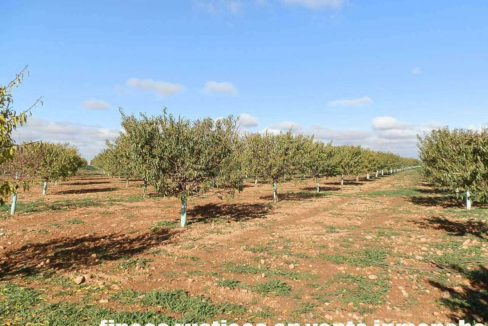 484_fincas-en-venta-21