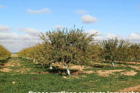 484_fincas-en-venta-26