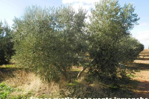 484_fincas-en-venta-33