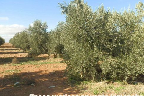 484_fincas-en-venta-34