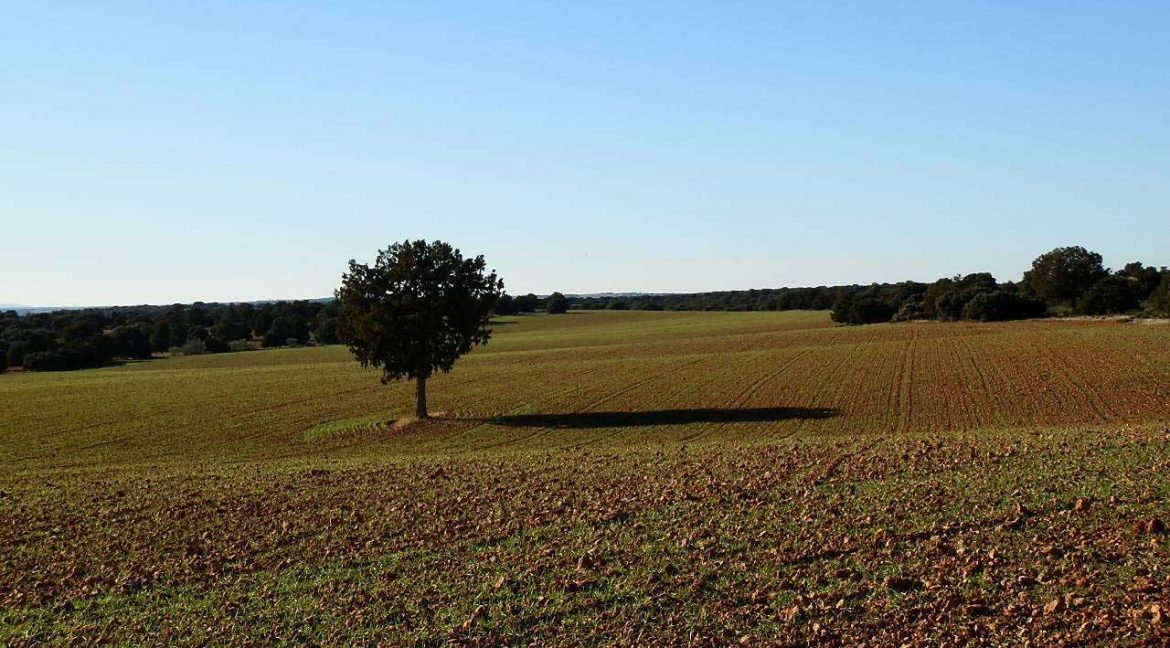 509_fincas-en-venta-23