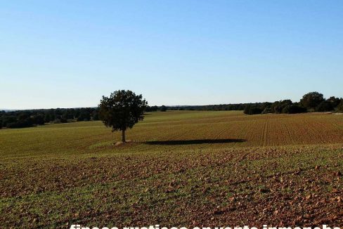509_fincas-en-venta-23