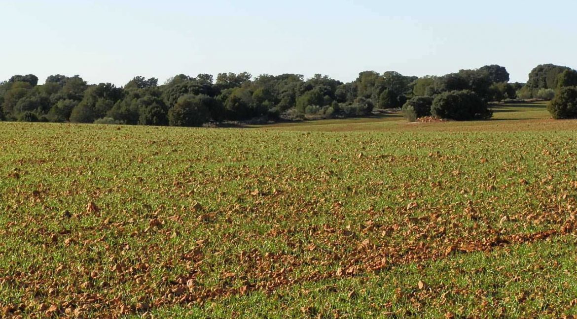 509_fincas-en-venta-32