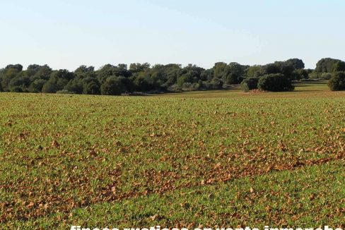 509_fincas-en-venta-32