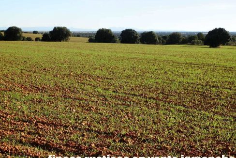 509_fincas-en-venta-34