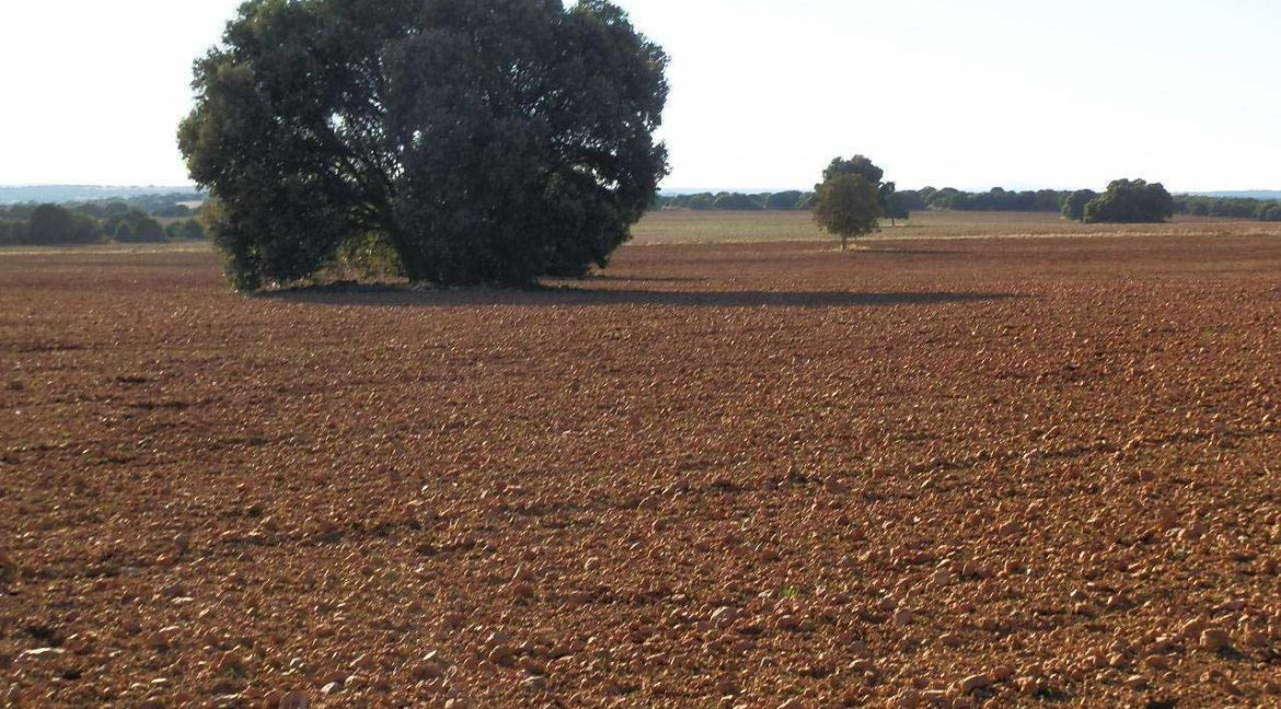 509_fincas-en-venta-38