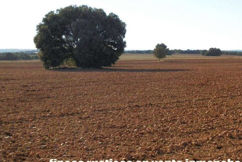 509_fincas-en-venta-38