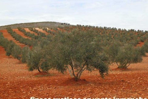 515_fincas-en-venta-006