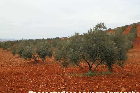515_fincas-en-venta-008
