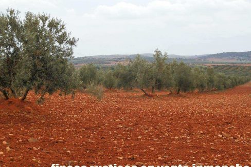515_fincas-en-venta-009