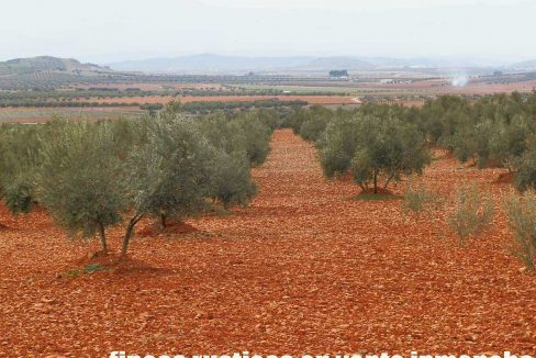515_fincas-en-venta-011