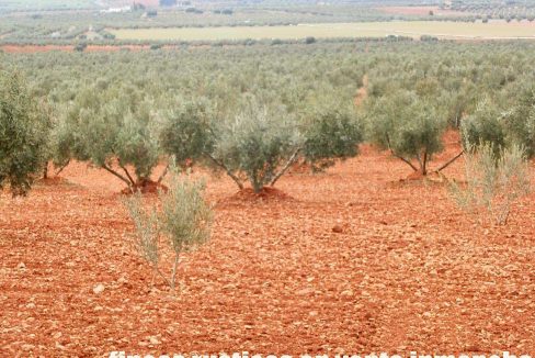 515_fincas-en-venta-014