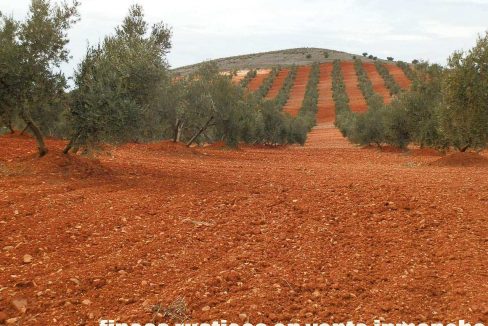 515_fincas-en-venta-017