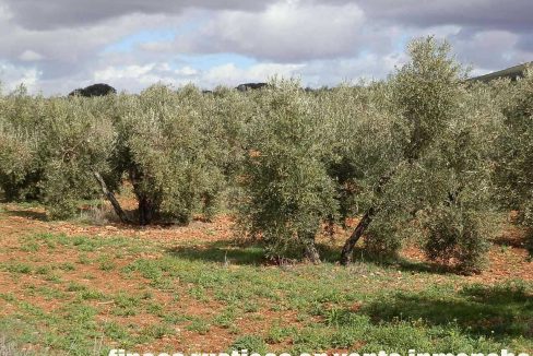518_fincas-en-venta-045