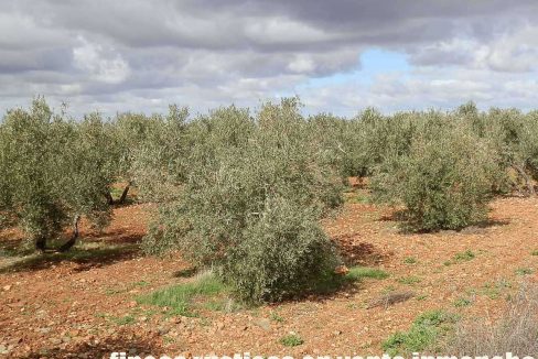 518_fincas-en-venta-046